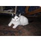 Simmy, Hauskatze - Katze
