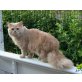 Simnba, Britisch Langhaar - Kater