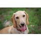 Simon, Basset/Vizsla/Beagle-Mix Welpen - Rüde
