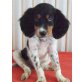 Simon, Britany-Spaniel- Mix Welpen - Rüde