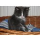 Simon, Maine Coon - Kater
