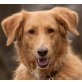 Simona, Goldie-Setter-Mix - Hündin