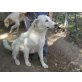 Simona, eine schöne Maremman, Maremmaner Hirtenhund - Hündin