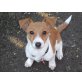 Simone, Jack-Russell-Terrier - Hündin