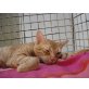 Simsim, Ägyptische Mau Mischling - Kater