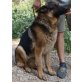 Simson, Deutscher Schäferhund - Rüde