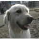 Sina 3, Retriever-Hündin - Hündin