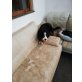 Sina, Berner Sennenhund Welpen - Hündin
