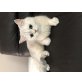 Sina, Britisch Kurzhaarkatze - Katze