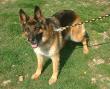 Sina, Deutscher Schäferhund - Hündin