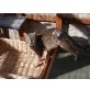 Sina Dreibein, Europäische Kurzhaarkatze - Katze