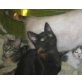 Sina, Hauskatze - Katze