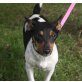 Sina, Jack-Russell-Terrier - Hündin