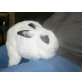 Sina, Mischling - weiblich