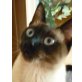 Sina, Thai - Katze