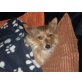 Sina, Yorki-Mix-Dame - Hündin