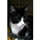 Sind, Er ist auf der Suche nach Liebe - Kater