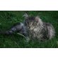 Sindbad, Maine Coon - Kater