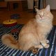 Sinde, Maine-Coon-Mix - Kater