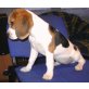 Sindy, Beagle - Hündin