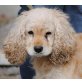Sindy, Cockerspaniel Mischling - Hündin
