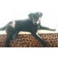 Sindy, Labrador - Hündin
