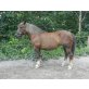 Sindy, Noriker - Stute