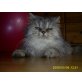 Sindy, Perser Silber - Katze