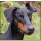 Sinella, Dobermann - Hündin