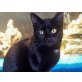 Singer, Europäische Kurzhaarkatze - Kater