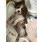 Sir Henry, Cavalier King Charles Spaniel - Rüde