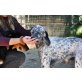 Sir Henry, English Setter - Rüde