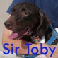Sir Toby, Kleiner Kelb-tal-Kacca (Mix) - Rüde