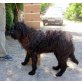 Sir  (sil-birn) wartet noch im tierheim!! - Rüde