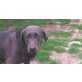 Siri, Labrador Retriever - Hündin