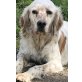 Siri, Setter-Mix - Hündin