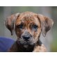 Siria, Boxer Mix Welpen - Hündin