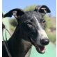 Siria, Galgo Español - Hündin