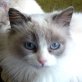 Siria, Langhaar-Mix - Katze