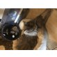 Sirius, Maine Coon - Kater