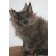 Sirius, Maine Coon - Kater