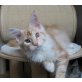 SirrahCoon´s Swing, Maine Coon - Kater