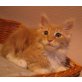 SirrahCoon´s Ulysse, Maine Coon - Katze