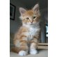 SirrahCoon´s Vincent, Maine Coon - Kater