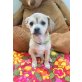 Sisi, Chihua Mix Welpen - Hündin