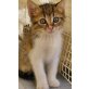 Sisi, Mischling - Katze