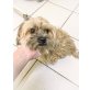 Sisi, Shih-Tzu Mix - Hündin