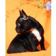 Sisi,Shila,Saira,Soraya, Französische Bulldogge mit FCI Stammbaum Welpen - Hündin