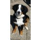 Sissi, Berner Sennenhund Welpen - Hündin