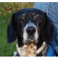 Sissi - Gnadenbrotplatz dringend gesucht!, Beagle Mix - Hündin